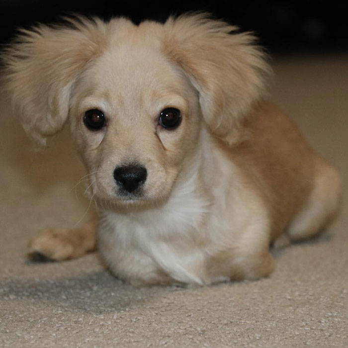 This Unwanted Puppy Gets Another Chance At A Happy Life With A LEGO Wheelchair Made By 12 Y.O. This Unwanted Puppy Gets Another Chance At A Happy Life With A LEGO Wheelchair Made By 12 Y.O.
