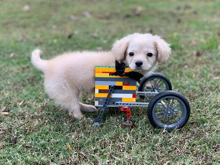 This Unwanted Puppy Gets Another Chance At A Happy Life With A LEGO Wheelchair Made By 12 Y.O. This Unwanted Puppy Gets Another Chance At A Happy Life With A LEGO Wheelchair Made By 12 Y.O.