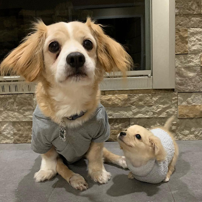 This Unwanted Puppy Gets Another Chance At A Happy Life With A LEGO Wheelchair Made By 12 Y.O. This Unwanted Puppy Gets Another Chance At A Happy Life With A LEGO Wheelchair Made By 12 Y.O.