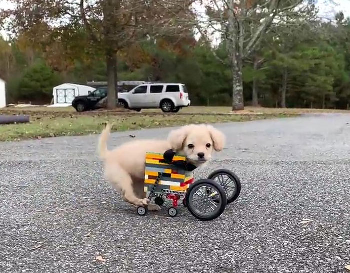This Unwanted Puppy Gets Another Chance At A Happy Life With A LEGO Wheelchair Made By 12 Y.O. This Unwanted Puppy Gets Another Chance At A Happy Life With A LEGO Wheelchair Made By 12 Y.O.