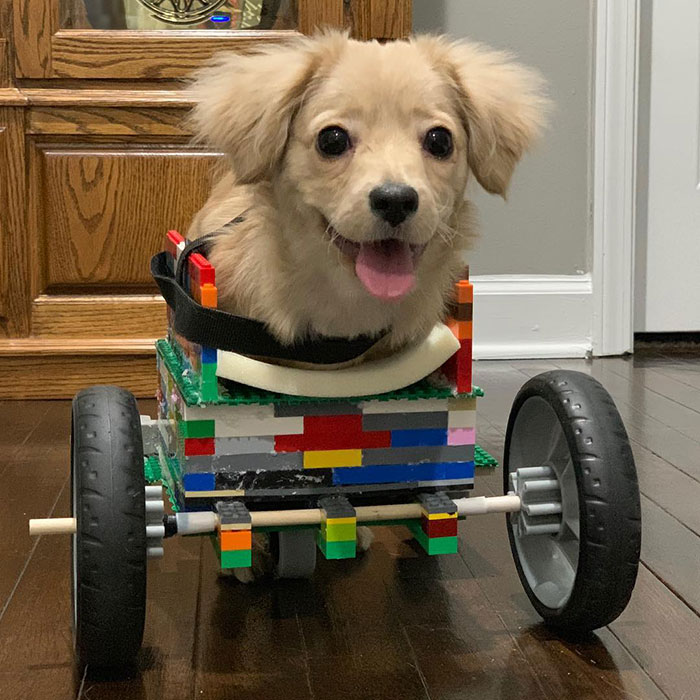 This Unwanted Puppy Gets Another Chance At A Happy Life With A LEGO Wheelchair Made By 12 Y.O. This Unwanted Puppy Gets Another Chance At A Happy Life With A LEGO Wheelchair Made By 12 Y.O.