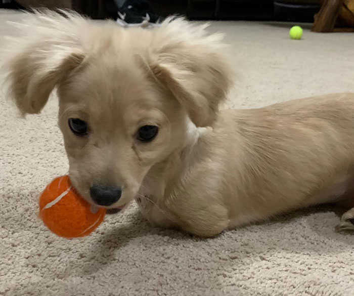 This Unwanted Puppy Gets Another Chance At A Happy Life With A LEGO Wheelchair Made By 12 Y.O. This Unwanted Puppy Gets Another Chance At A Happy Life With A LEGO Wheelchair Made By 12 Y.O.