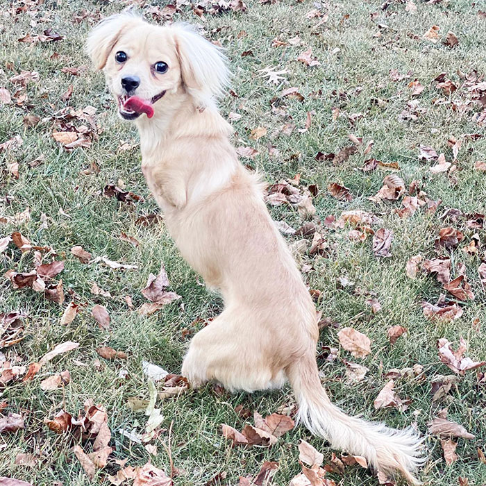This Unwanted Puppy Gets Another Chance At A Happy Life With A LEGO Wheelchair Made By 12 Y.O. This Unwanted Puppy Gets Another Chance At A Happy Life With A LEGO Wheelchair Made By 12 Y.O.
