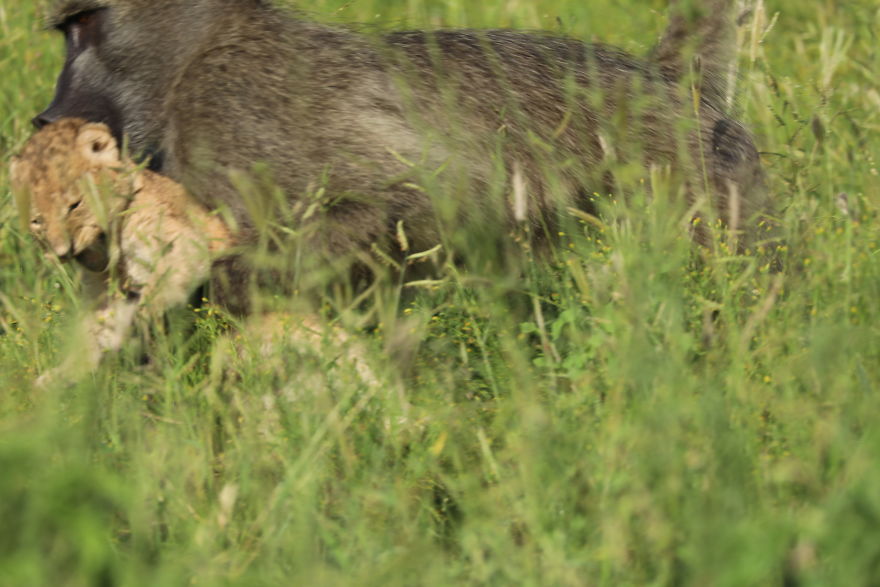 Baboon Spotted Carrying A Lion Cub Just Like From ‘The Lion King’, But Unfortunately, The Reality Is Not As Happy