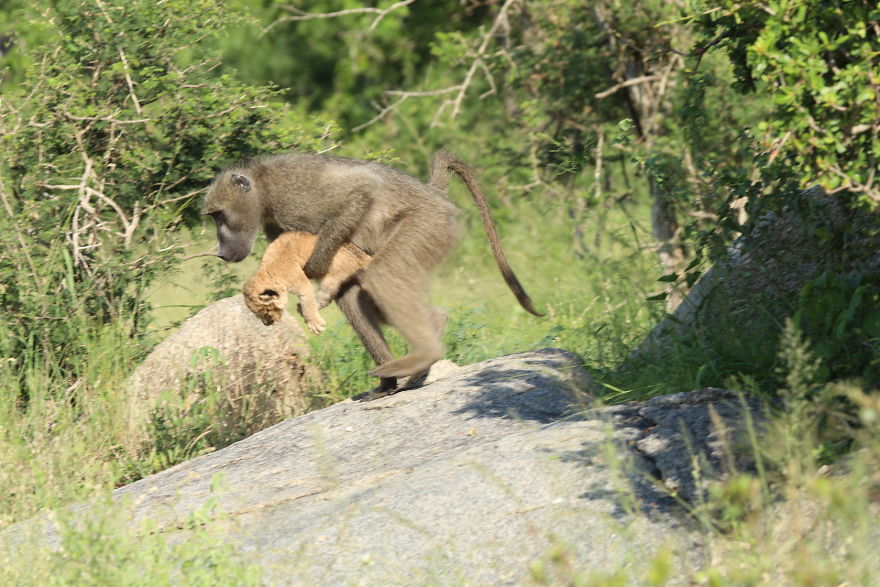 Baboon Spotted Carrying A Lion Cub Just Like From ‘The Lion King’, But Unfortunately, The Reality Is Not As Happy