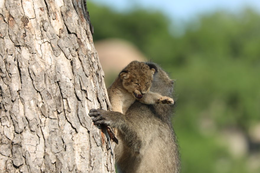 Baboon Spotted Carrying A Lion Cub Just Like From ‘The Lion King’, But Unfortunately, The Reality Is Not As Happy