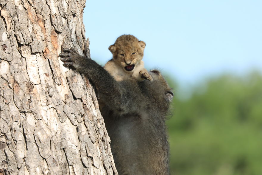 Baboon Spotted Carrying A Lion Cub Just Like From ‘The Lion King’, But Unfortunately, The Reality Is Not As Happy