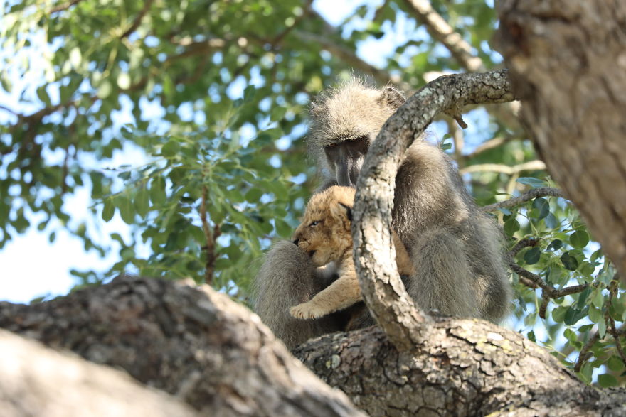 Baboon Spotted Carrying A Lion Cub Just Like From ‘The Lion King’, But Unfortunately, The Reality Is Not As Happy