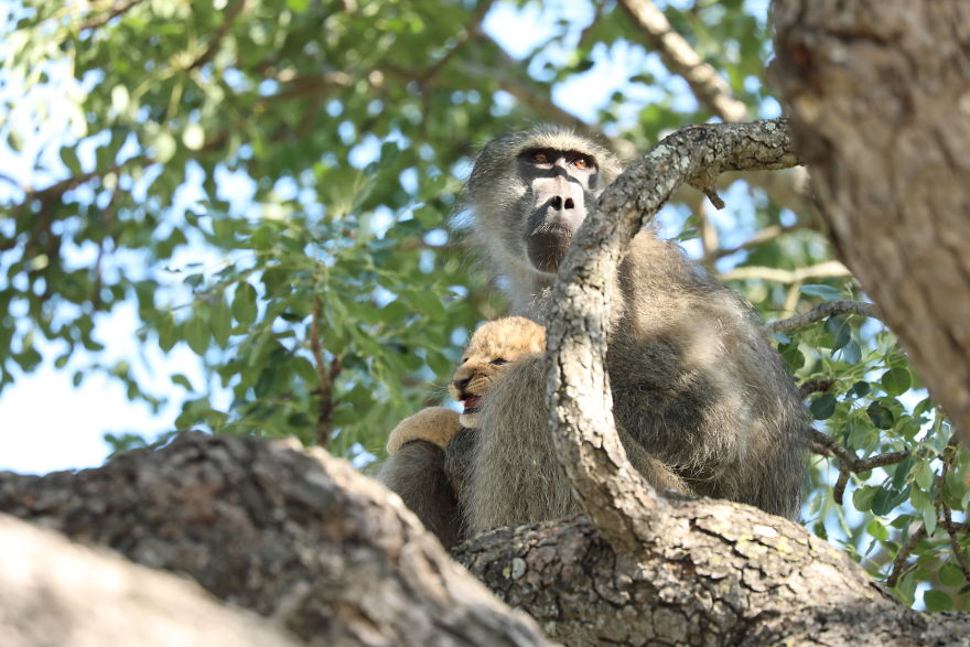 Baboon Spotted Carrying A Lion Cub Just Like From ‘The Lion King’, But Unfortunately, The Reality Is Not As Happy