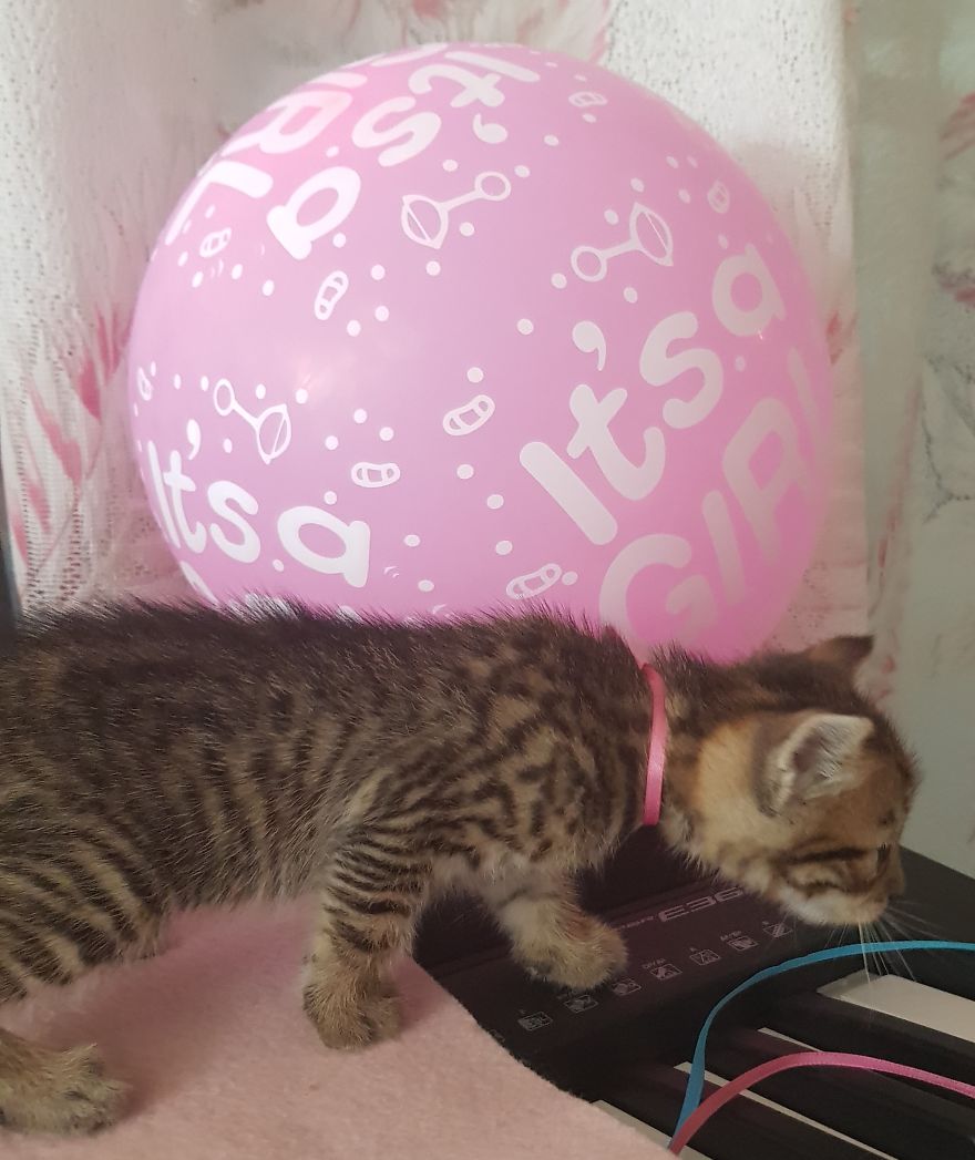 Cat Named Cheeto Dacutecat Hosts Gender Reveal Party For Foster Kittens, And It&#8217;s Too Cute For Words