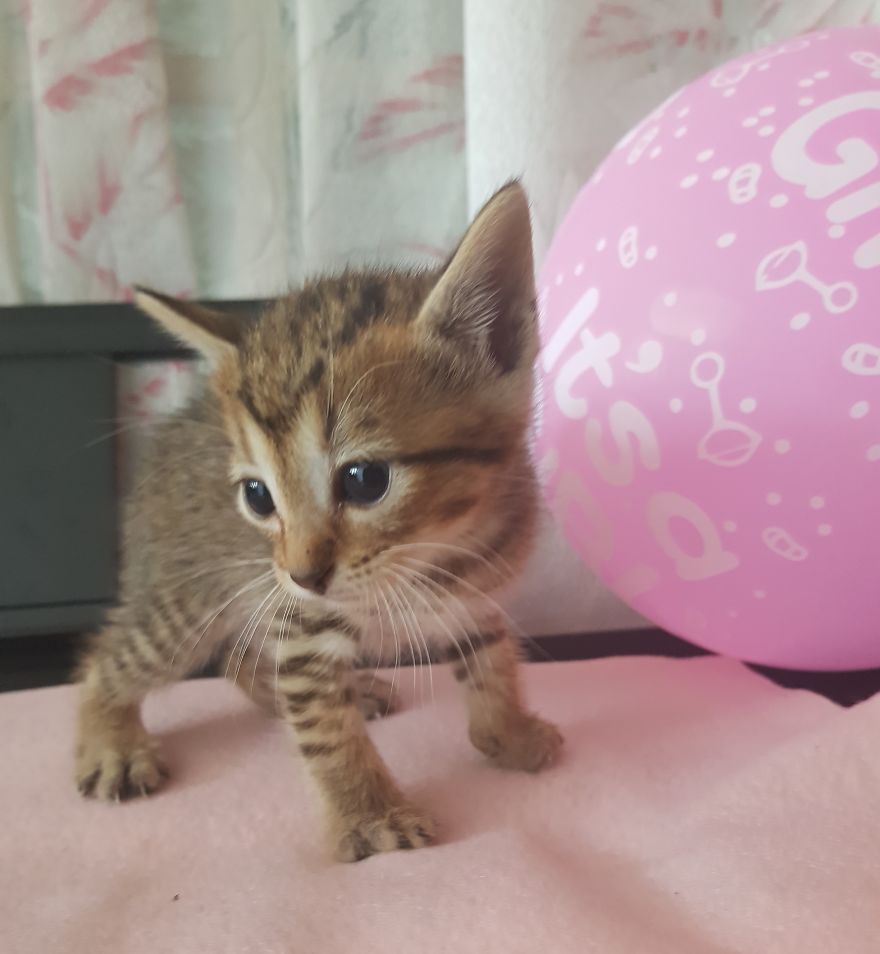 Cat Named Cheeto Dacutecat Hosts Gender Reveal Party For Foster Kittens, And It&#8217;s Too Cute For Words
