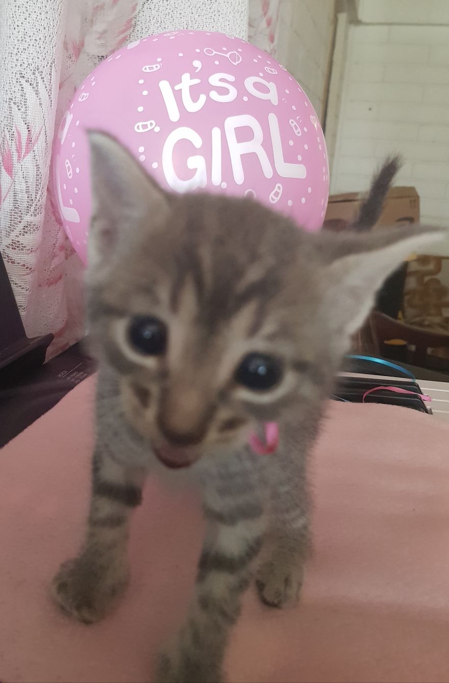 Cat Named Cheeto Dacutecat Hosts Gender Reveal Party For Foster Kittens, And It&#8217;s Too Cute For Words