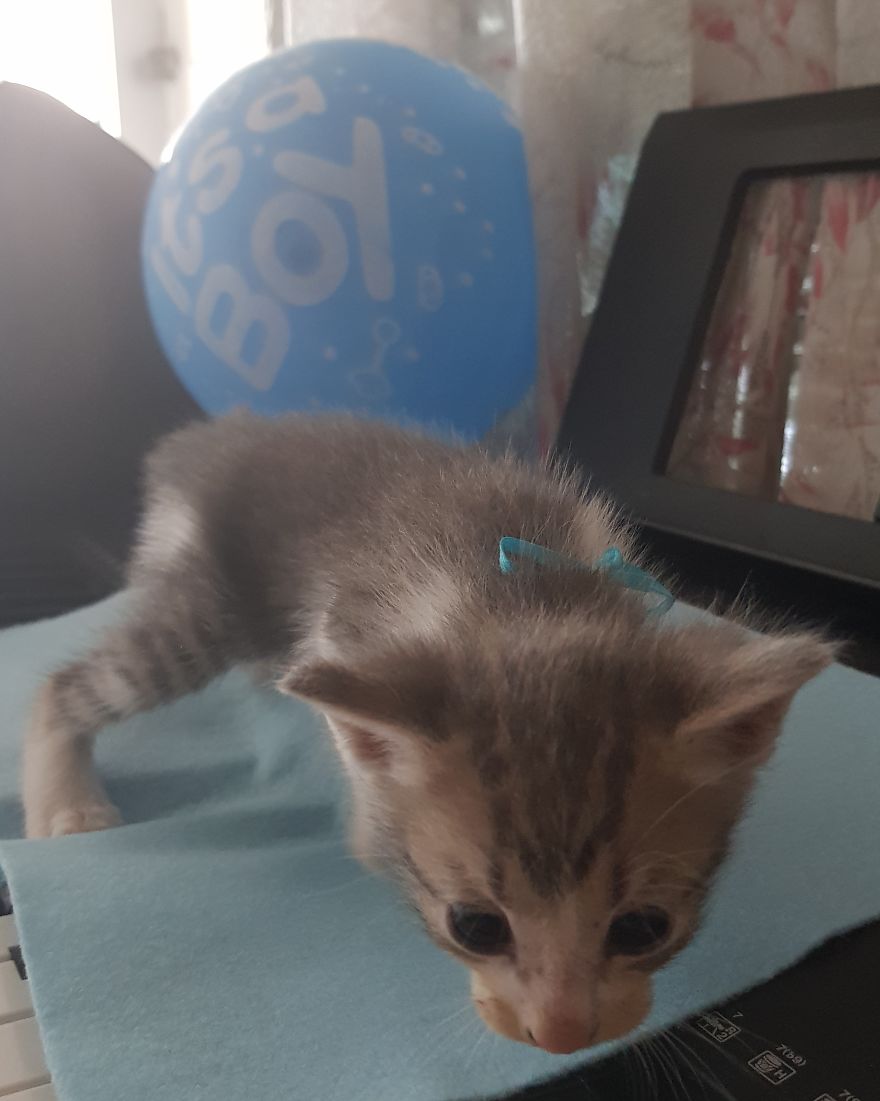 Cat Named Cheeto Dacutecat Hosts Gender Reveal Party For Foster Kittens, And It&#8217;s Too Cute For Words