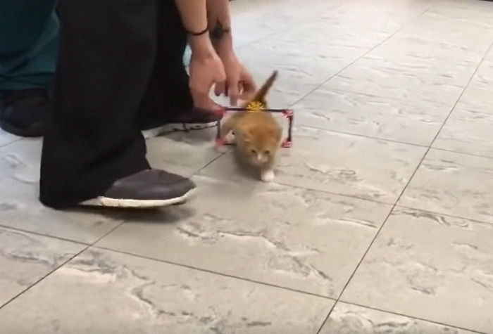 Paralyzed Kitten Couldn’t Contain His Zooms After Getting A Wheelchair, Grew Up Into A Handsome Cat Paralyzed Kitten Couldn’t Contain His Zooms After Getting A Wheelchair, Grew Up Into A Handsome Cat