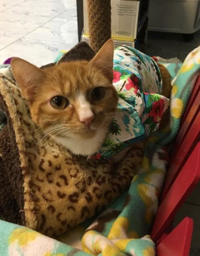 Paralyzed Kitten Couldn’t Contain His Zooms After Getting A Wheelchair, Grew Up Into A Handsome Cat Paralyzed Kitten Couldn’t Contain His Zooms After Getting A Wheelchair, Grew Up Into A Handsome Cat