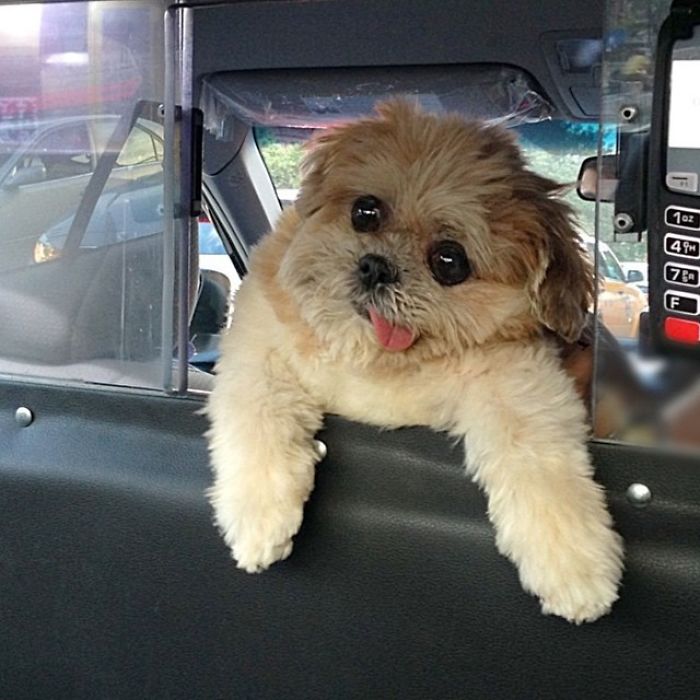 Meet Marnie, An 18 Y.O. Instagram Dog-Star With Almost 2 Million Followers And Friends Like Taylor Swift And Demi Lovato