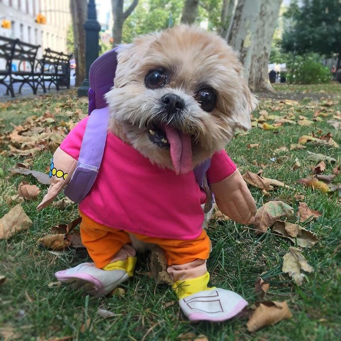Meet Marnie, An 18 Y.O. Instagram Dog-Star With Almost 2 Million Followers And Friends Like Taylor Swift And Demi Lovato