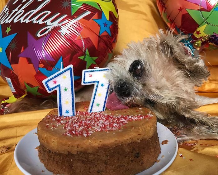 Meet Marnie, An 18 Y.O. Instagram Dog-Star With Almost 2 Million Followers And Friends Like Taylor Swift And Demi Lovato