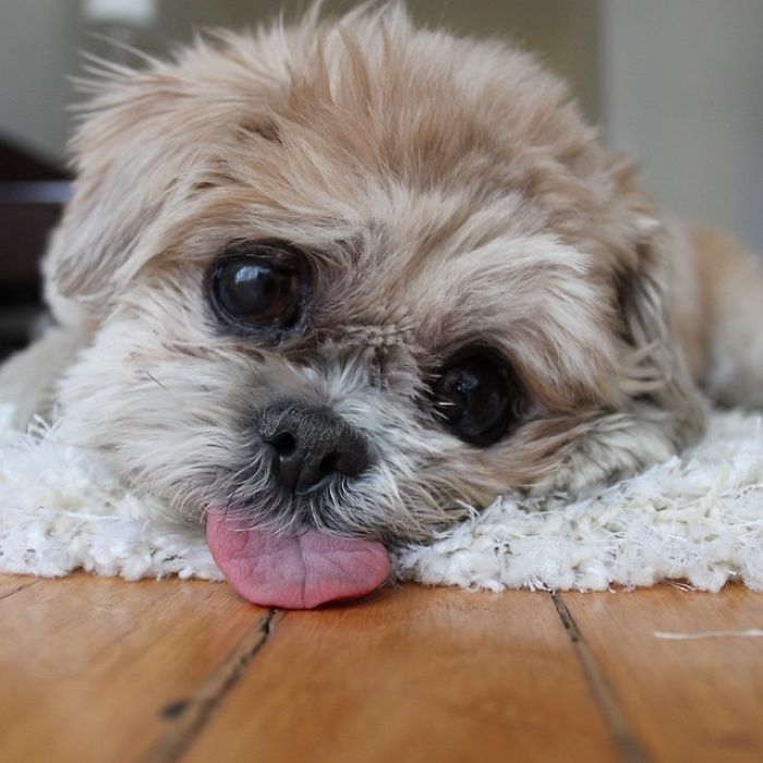 Meet Marnie, An 18 Y.O. Instagram Dog-Star With Almost 2 Million Followers And Friends Like Taylor Swift And Demi Lovato