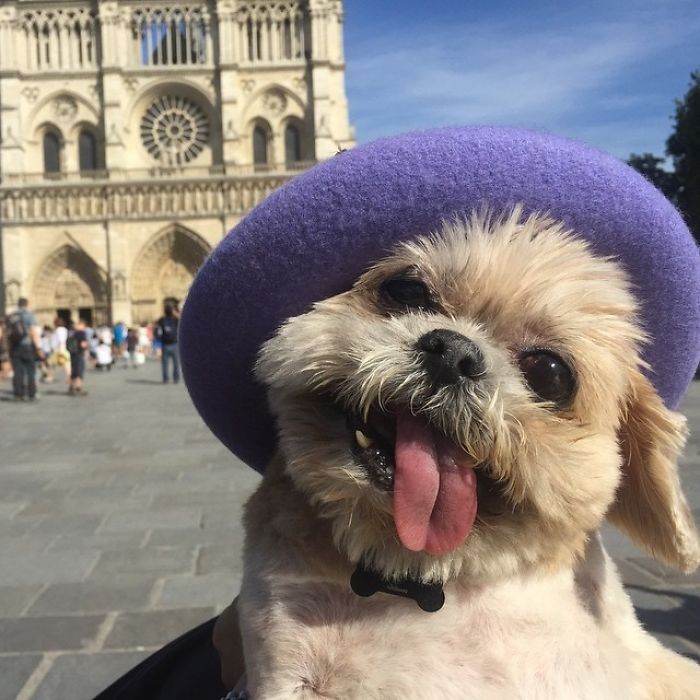 Meet Marnie, An 18 Y.O. Instagram Dog-Star With Almost 2 Million Followers And Friends Like Taylor Swift And Demi Lovato