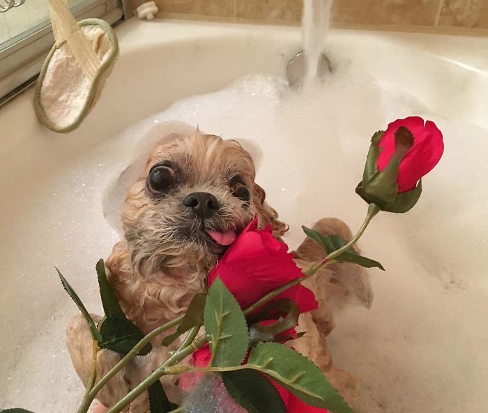 Meet Marnie, An 18 Y.O. Instagram Dog-Star With Almost 2 Million Followers And Friends Like Taylor Swift And Demi Lovato