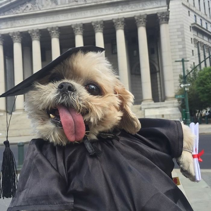 Meet Marnie, An 18 Y.O. Instagram Dog-Star With Almost 2 Million Followers And Friends Like Taylor Swift And Demi Lovato