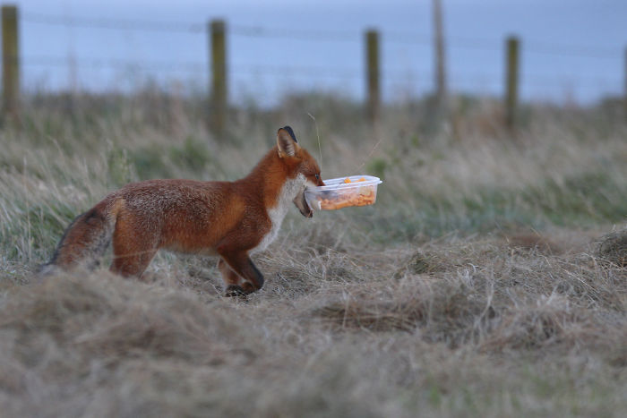Incredible Photos Show Men Reuniting With The Fox That They Raised When She Was Still A Cub (20 Pics)