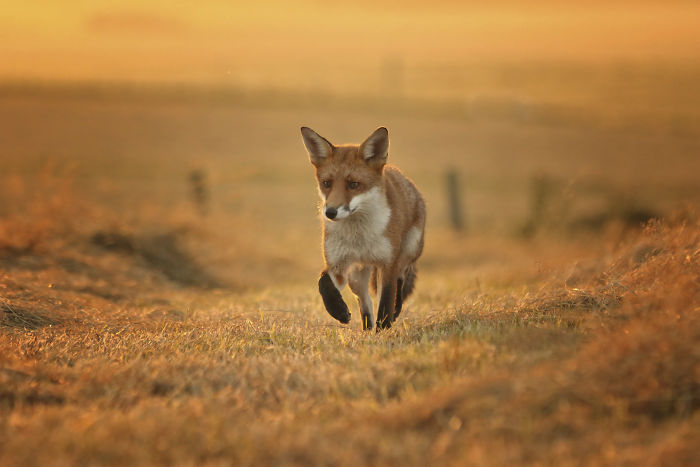 Incredible Photos Show Men Reuniting With The Fox That They Raised When She Was Still A Cub (20 Pics)