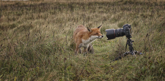 Incredible Photos Show Men Reuniting With The Fox That They Raised When She Was Still A Cub (20 Pics)