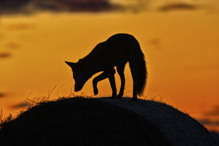 Incredible Photos Show Men Reuniting With The Fox That They Raised When She Was Still A Cub (20 Pics)