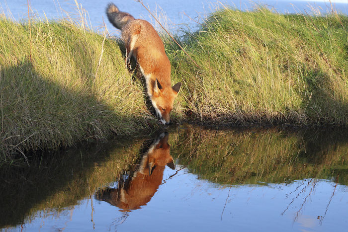 Incredible Photos Show Men Reuniting With The Fox That They Raised When She Was Still A Cub (20 Pics)