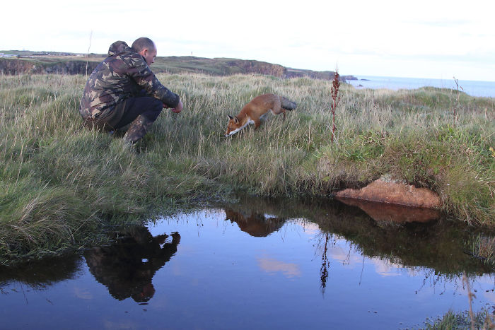 Incredible Photos Show Men Reuniting With The Fox That They Raised When She Was Still A Cub (20 Pics)