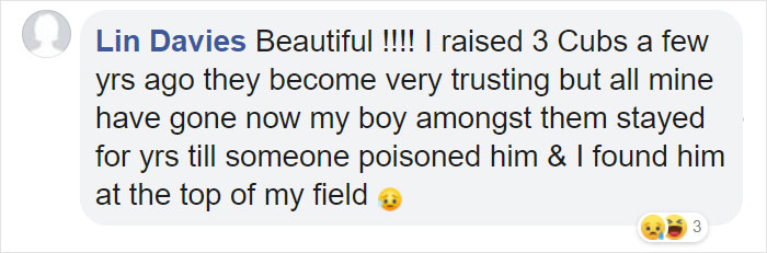 Incredible Photos Show Men Reuniting With The Fox That They Raised When She Was Still A Cub (20 Pics)