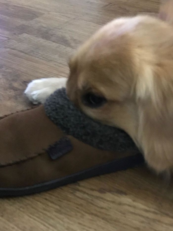 People Are Sharing Pics Of ‘The Platypus’ Dog To Brighten Up Their Day (30 Pics) People Are Sharing Pics Of ‘The Platypus’ Dog To Brighten Up Their Day (30 Pics)