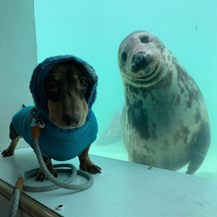 Sausage Doggy And Seal Puppy Met On Vacation, Became BFFs Immediately