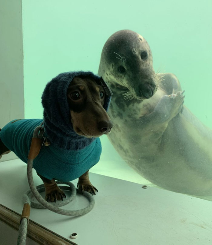 Sausage Doggy And Seal Puppy Met On Vacation, Became BFFs Immediately