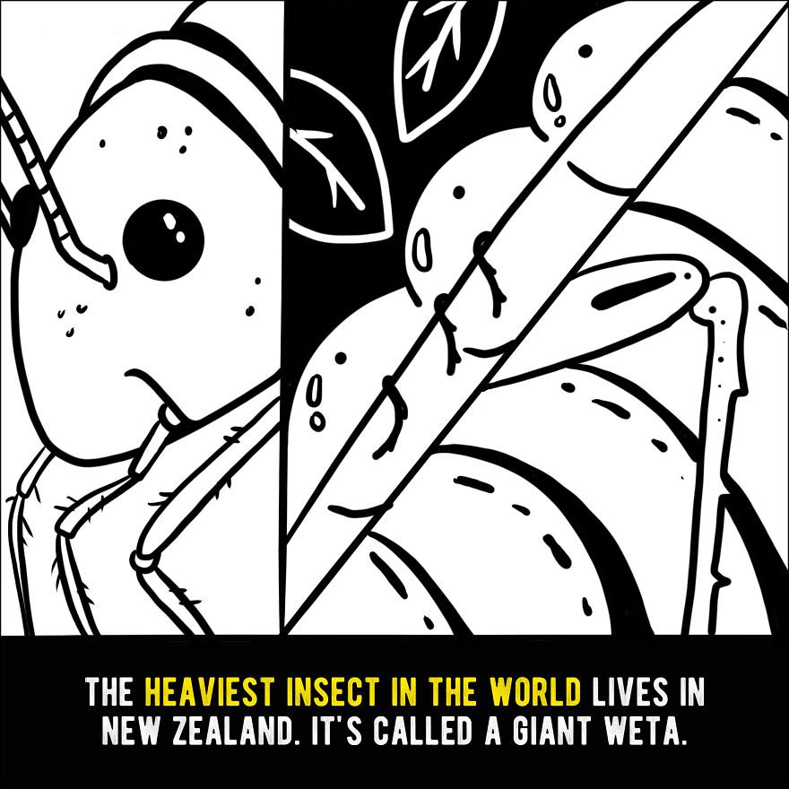 We Illustrated 20 Interesting Facts About New Zealand That You Probably Didn’t Know We Illustrated 20 Interesting Facts About New Zealand That You Probably Didn’t Know