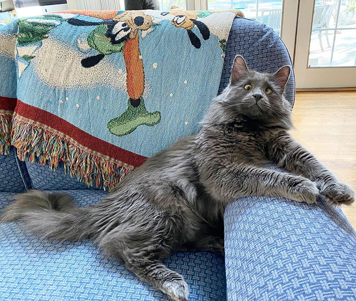 Meet Belarus, An Adorable Cross-Eyed Kitten That’s Stealing Everyone’s Hearts Meet Belarus, An Adorable Cross-Eyed Kitten That’s Stealing Everyone’s Hearts