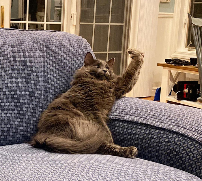 Meet Belarus, An Adorable Cross-Eyed Kitten That’s Stealing Everyone’s Hearts Meet Belarus, An Adorable Cross-Eyed Kitten That’s Stealing Everyone’s Hearts