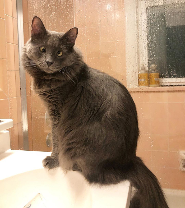 Meet Belarus, An Adorable Cross-Eyed Kitten That’s Stealing Everyone’s Hearts Meet Belarus, An Adorable Cross-Eyed Kitten That’s Stealing Everyone’s Hearts