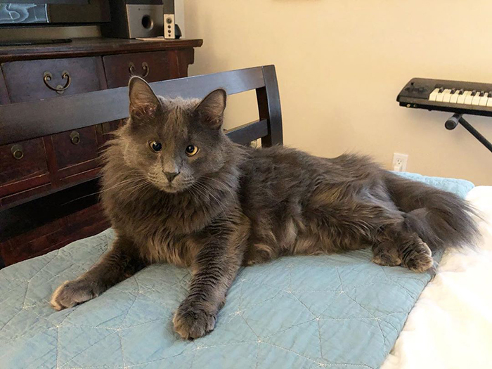 Meet Belarus, An Adorable Cross-Eyed Kitten That’s Stealing Everyone’s Hearts Meet Belarus, An Adorable Cross-Eyed Kitten That’s Stealing Everyone’s Hearts