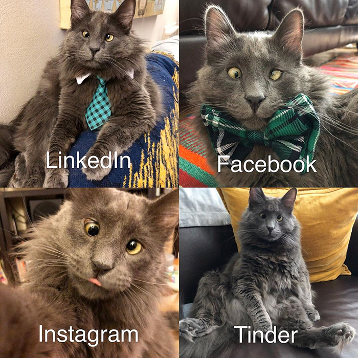 Meet Belarus, An Adorable Cross-Eyed Kitten That’s Stealing Everyone’s Hearts Meet Belarus, An Adorable Cross-Eyed Kitten That’s Stealing Everyone’s Hearts