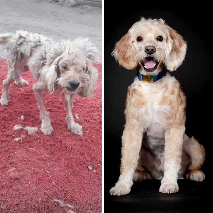 Guy Shares 28 Incredible Before & After Rescue Dog Transformations, Shows What Love Can Do Guy Shares 28 Incredible Before & After Rescue Dog Transformations, Shows What Love Can Do