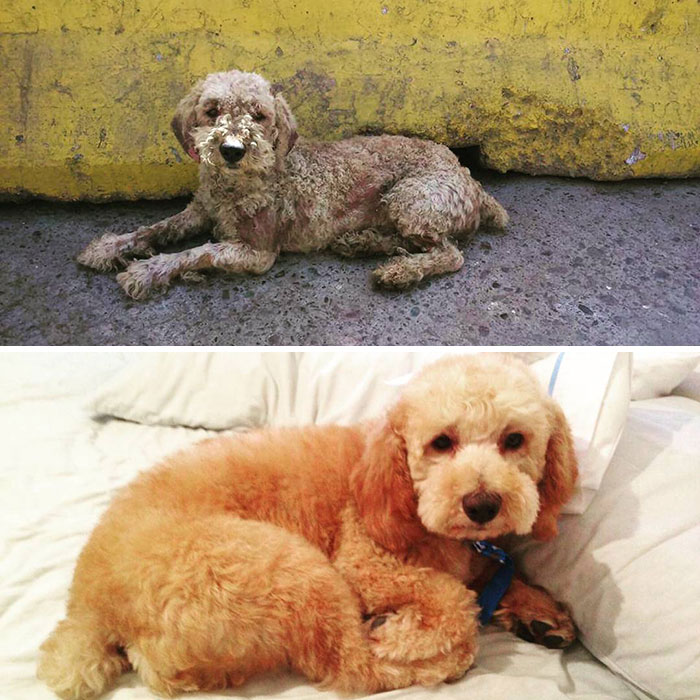 Guy Shares 28 Incredible Before & After Rescue Dog Transformations, Shows What Love Can Do Guy Shares 28 Incredible Before & After Rescue Dog Transformations, Shows What Love Can Do