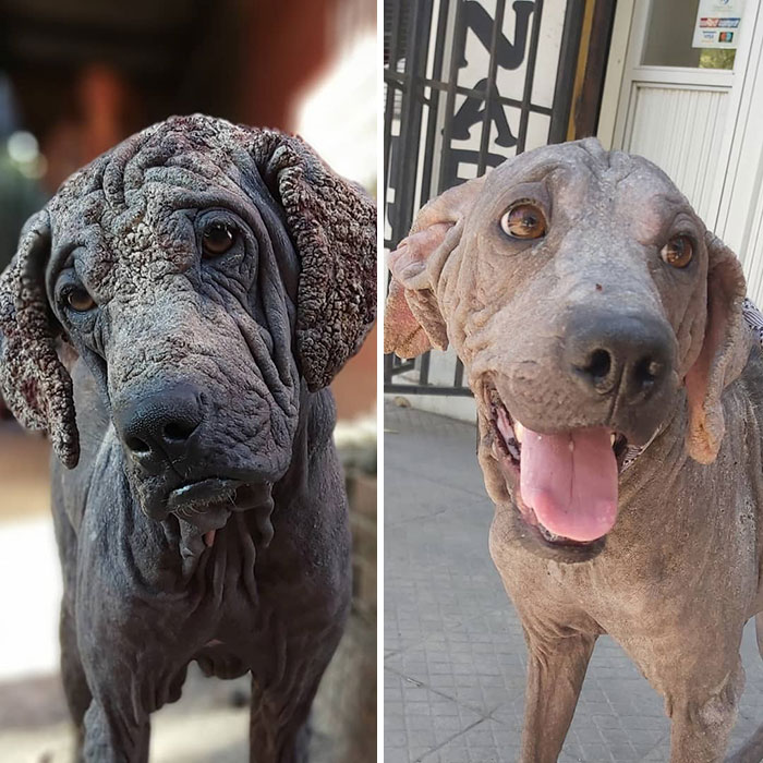 Guy Shares 28 Incredible Before & After Rescue Dog Transformations, Shows What Love Can Do Guy Shares 28 Incredible Before & After Rescue Dog Transformations, Shows What Love Can Do