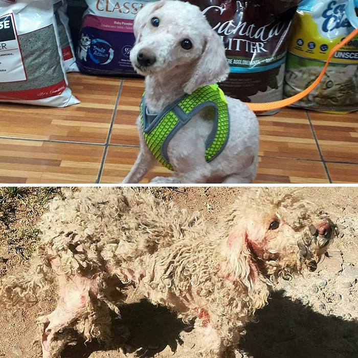 Guy Shares 28 Incredible Before & After Rescue Dog Transformations, Shows What Love Can Do Guy Shares 28 Incredible Before & After Rescue Dog Transformations, Shows What Love Can Do