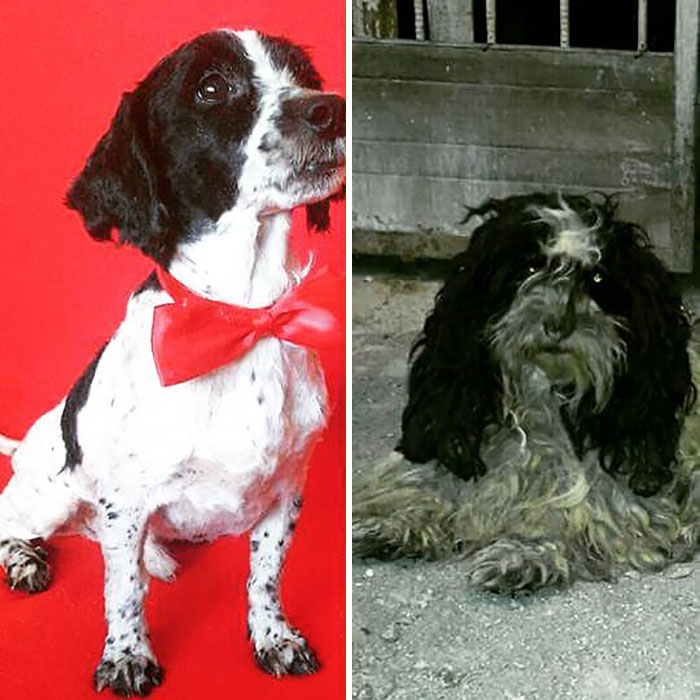 Guy Shares 28 Incredible Before & After Rescue Dog Transformations, Shows What Love Can Do Guy Shares 28 Incredible Before & After Rescue Dog Transformations, Shows What Love Can Do