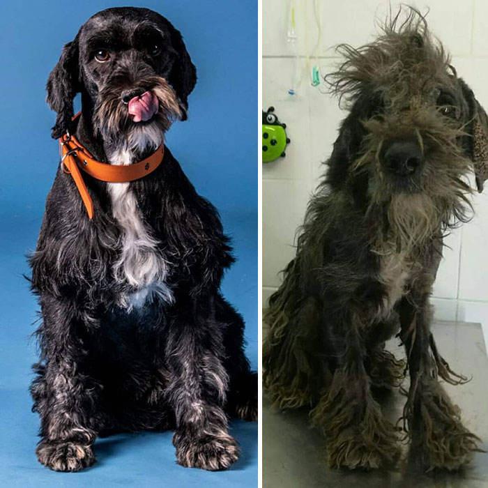 Guy Shares 28 Incredible Before & After Rescue Dog Transformations, Shows What Love Can Do Guy Shares 28 Incredible Before & After Rescue Dog Transformations, Shows What Love Can Do