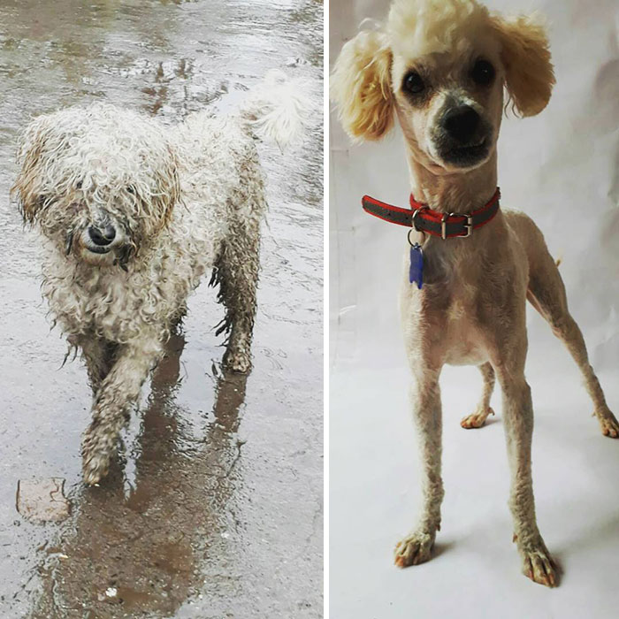 Guy Shares 28 Incredible Before & After Rescue Dog Transformations, Shows What Love Can Do Guy Shares 28 Incredible Before & After Rescue Dog Transformations, Shows What Love Can Do