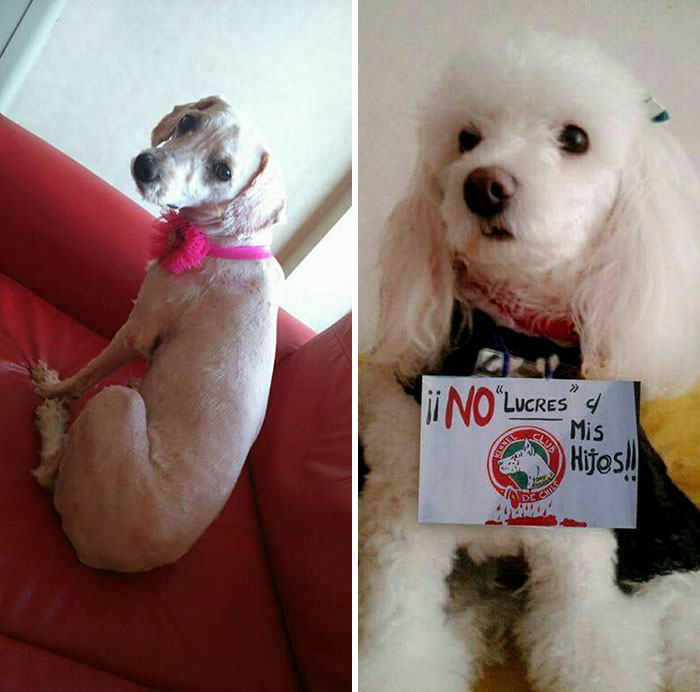 Guy Shares 28 Incredible Before & After Rescue Dog Transformations, Shows What Love Can Do Guy Shares 28 Incredible Before & After Rescue Dog Transformations, Shows What Love Can Do